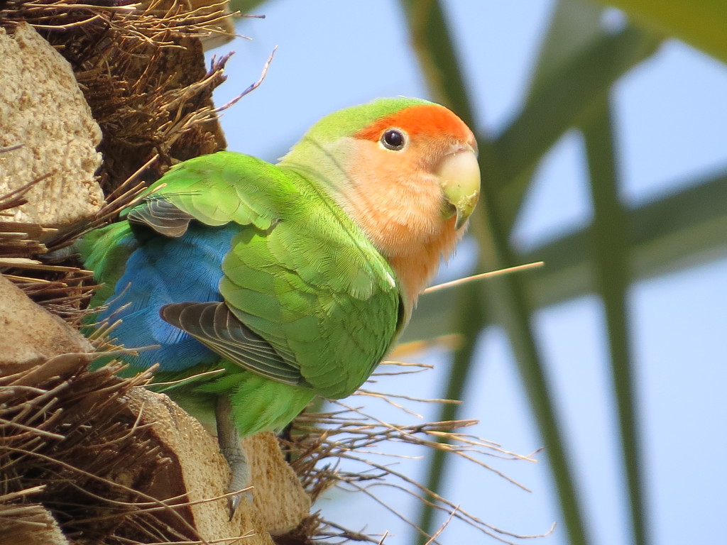 Rosy-faced Lovebird