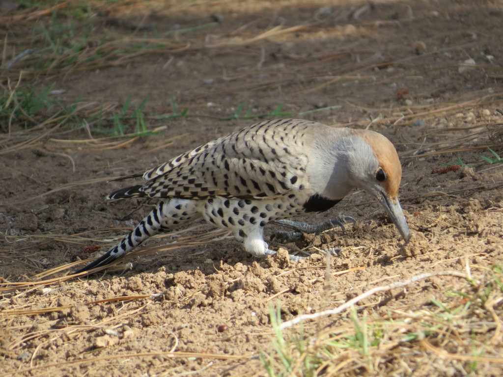 Gilded Flicker