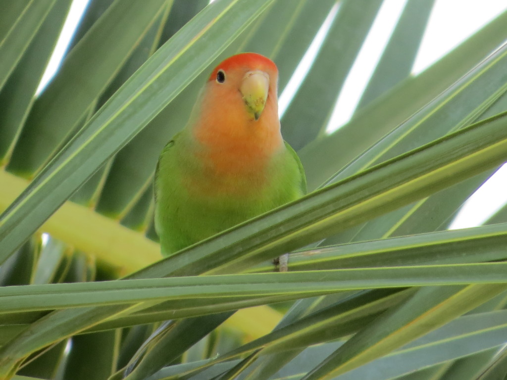 Rosy-faced Lovebird