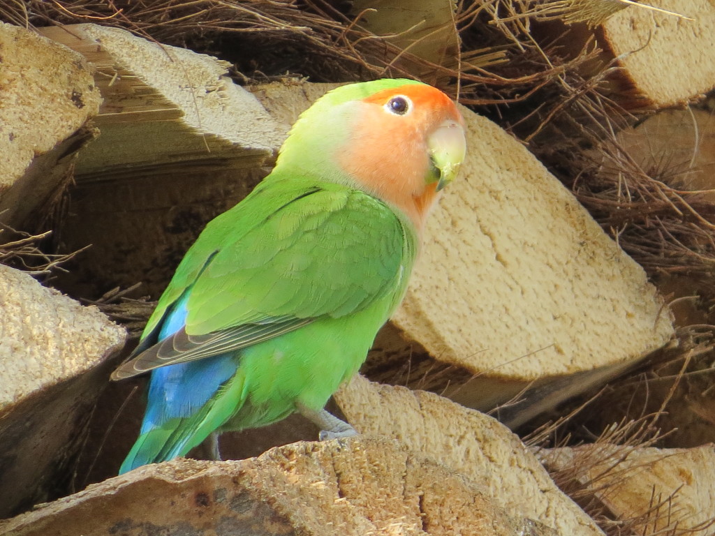 Rosy-faced Lovebird