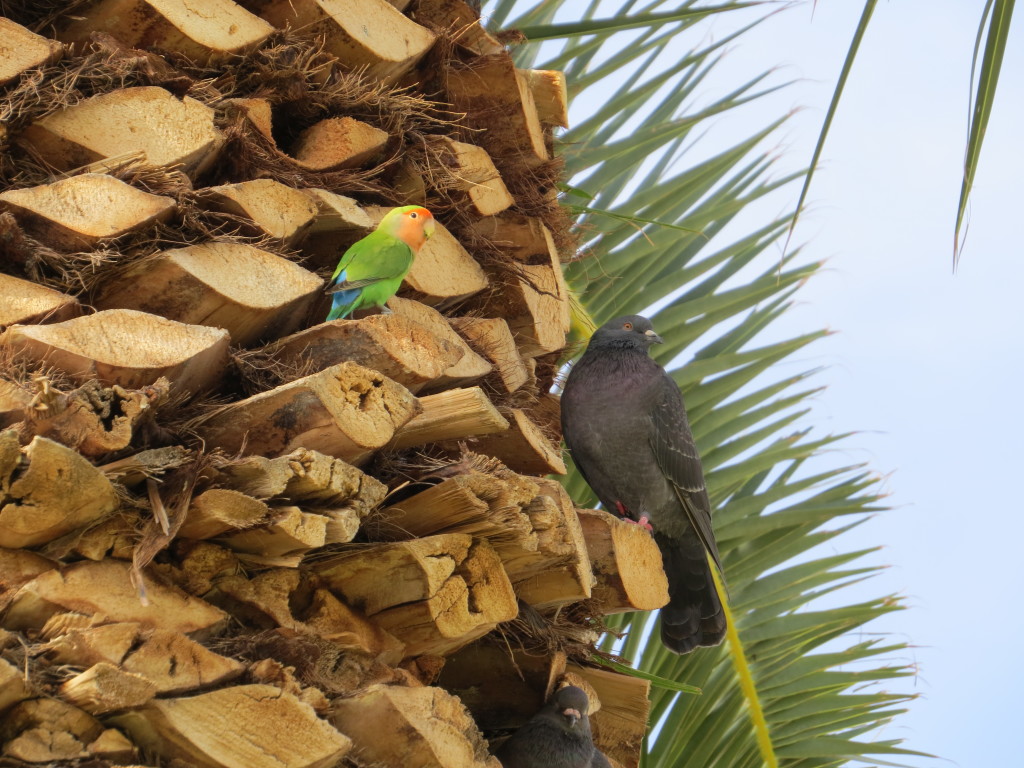 Rosy-faced Lovebird