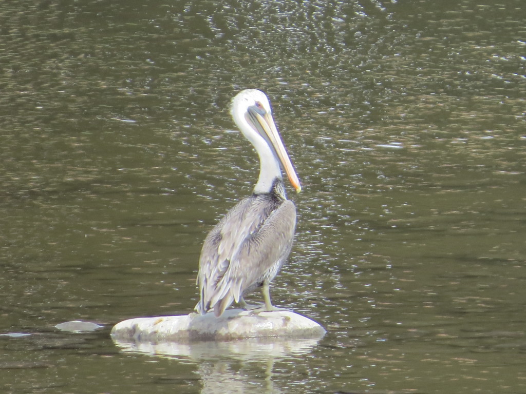 Brown Pelican