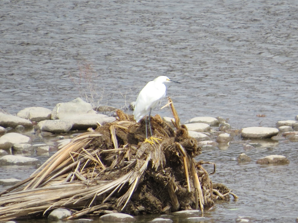 Snowy Egret