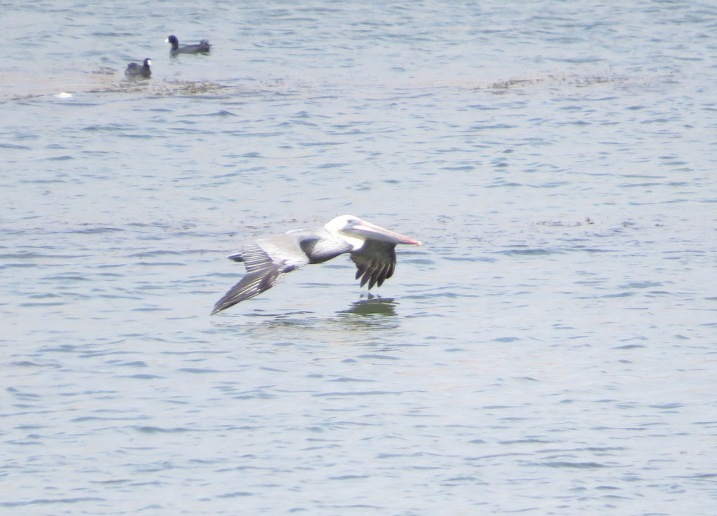 Brown Pelican