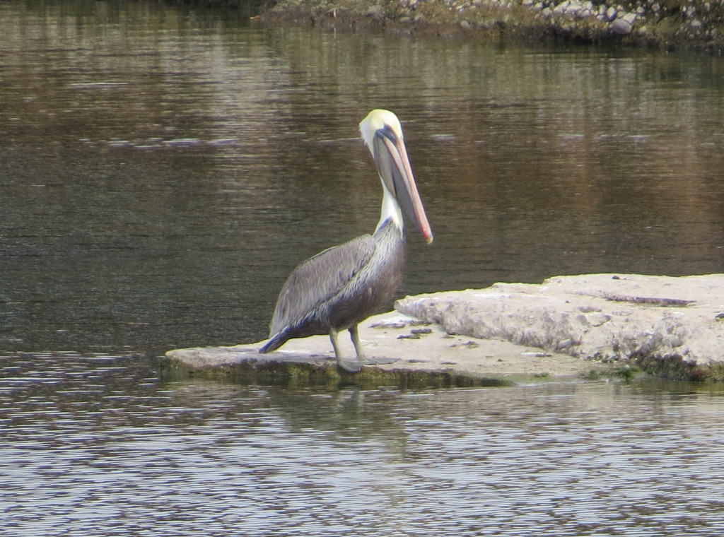 Brown Pelican