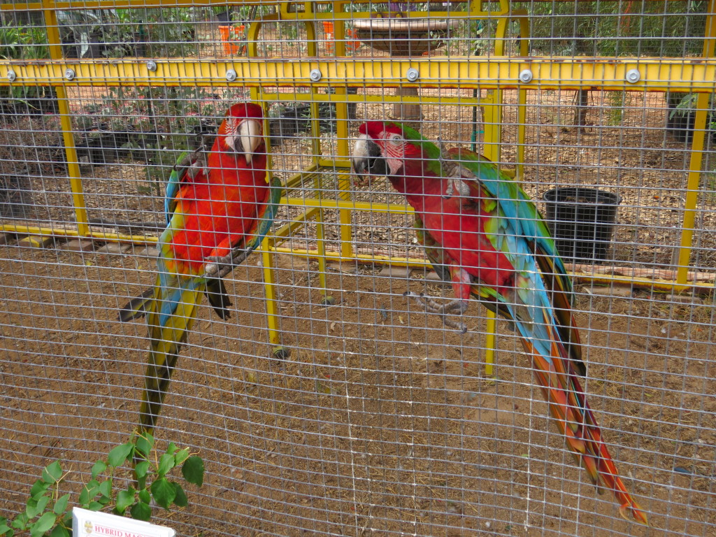 Macaws