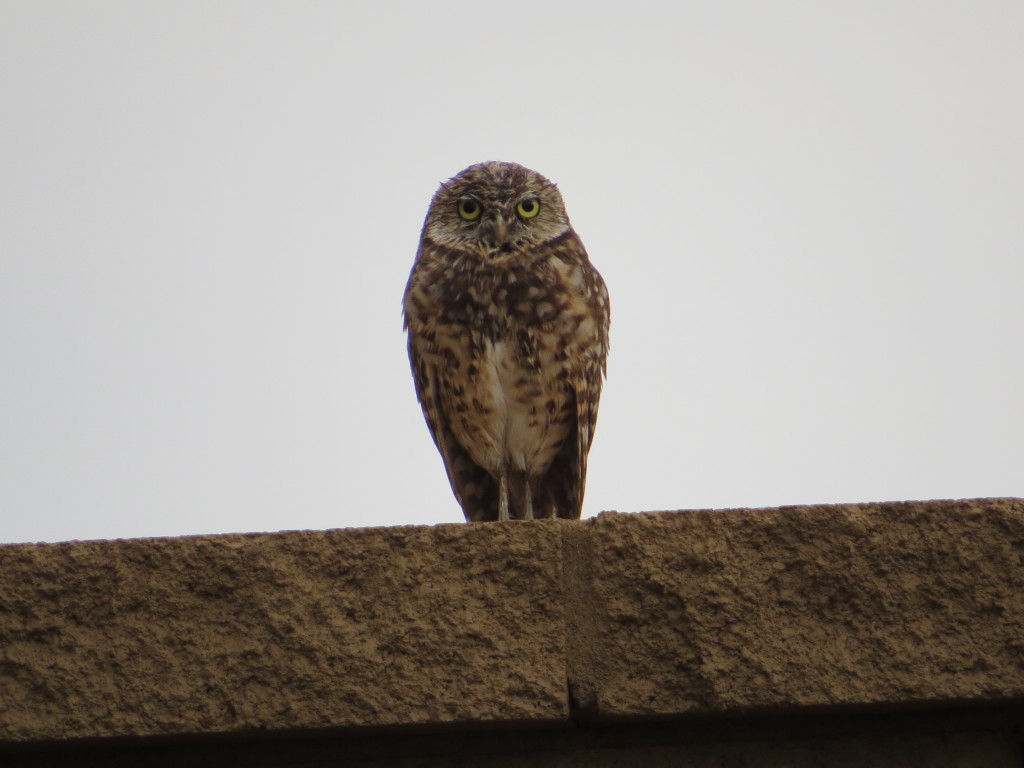 Burrowing Owl