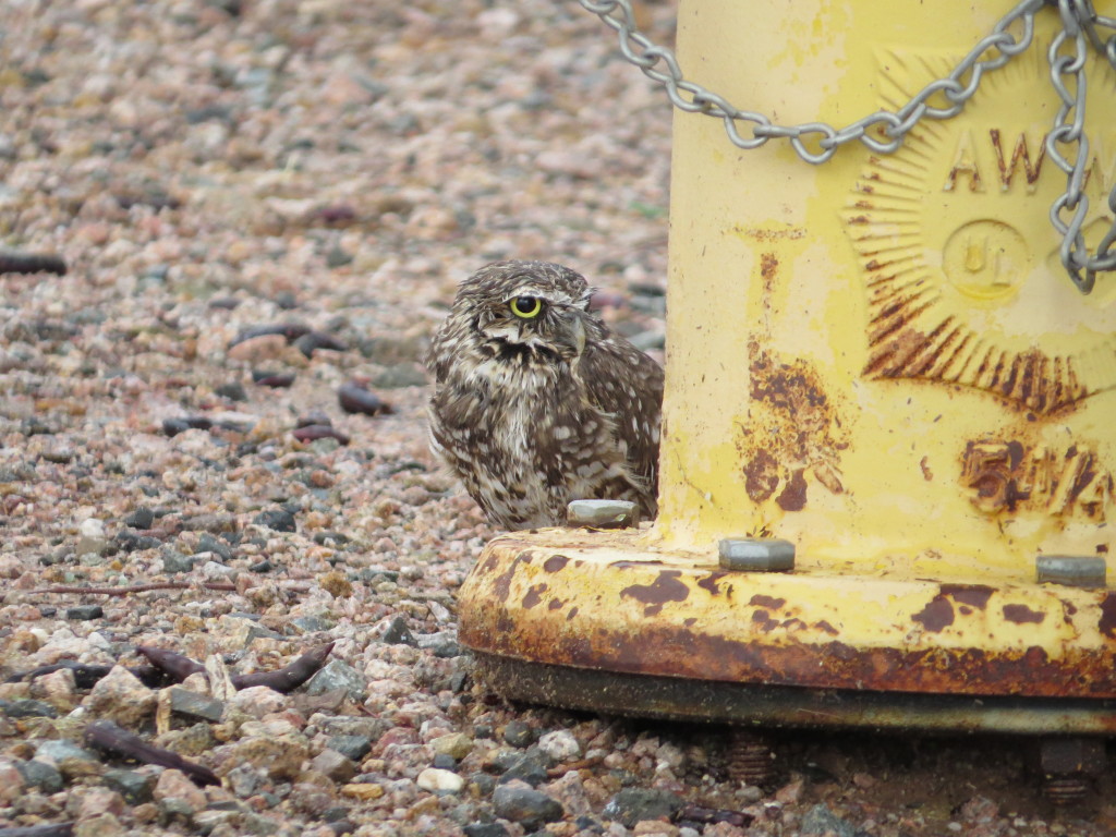 Burrowing Owl