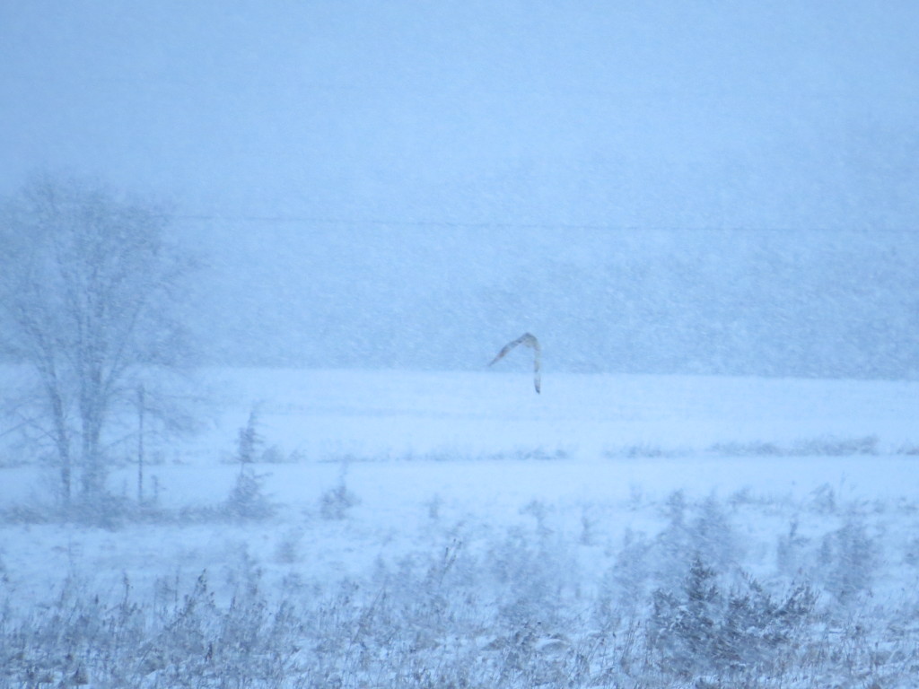 Short-eared Owl