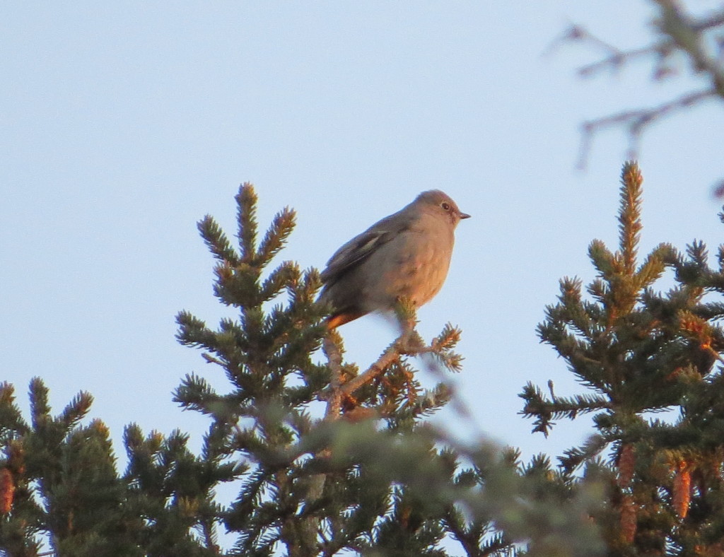 Townsend's Solitaire