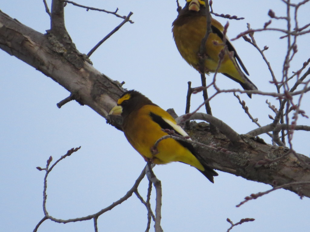 Evening Grosbeak