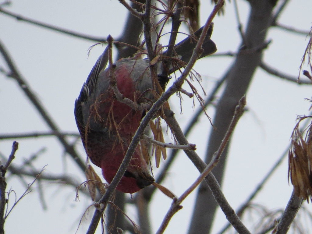 Pine Grosbeak