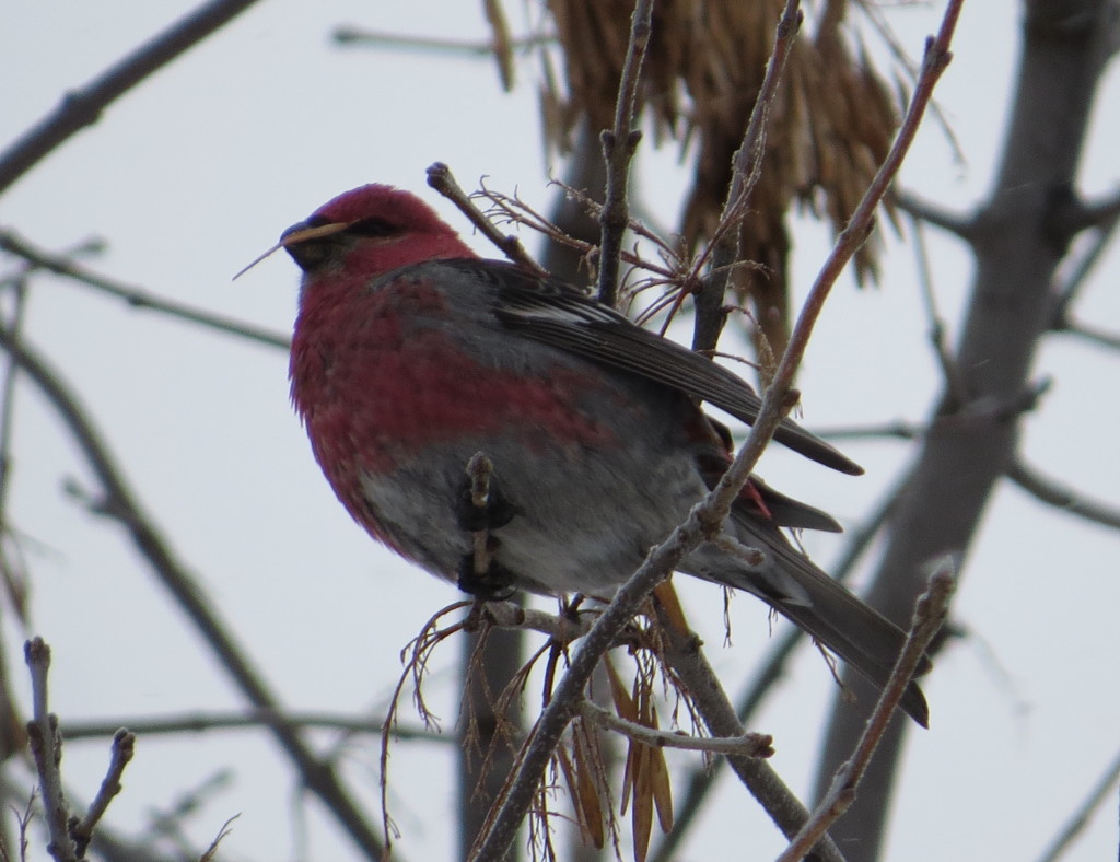 Pine Grosbeak