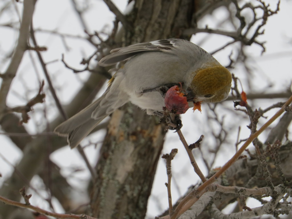 Pine Grosbeak
