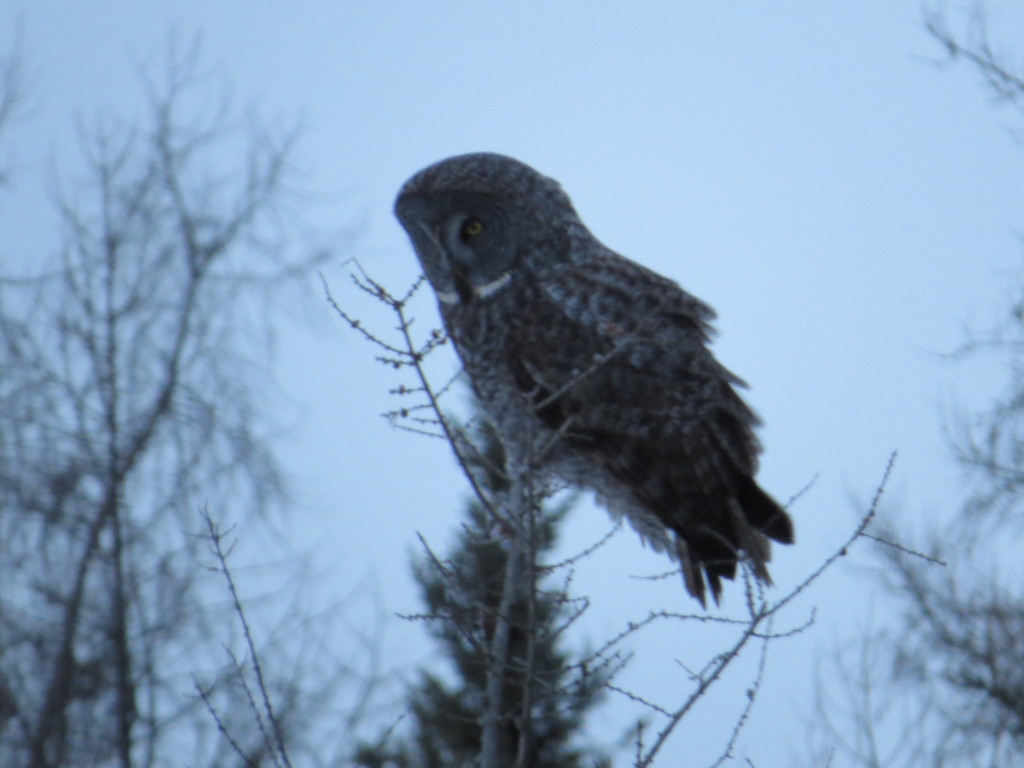 Great Gray Owl