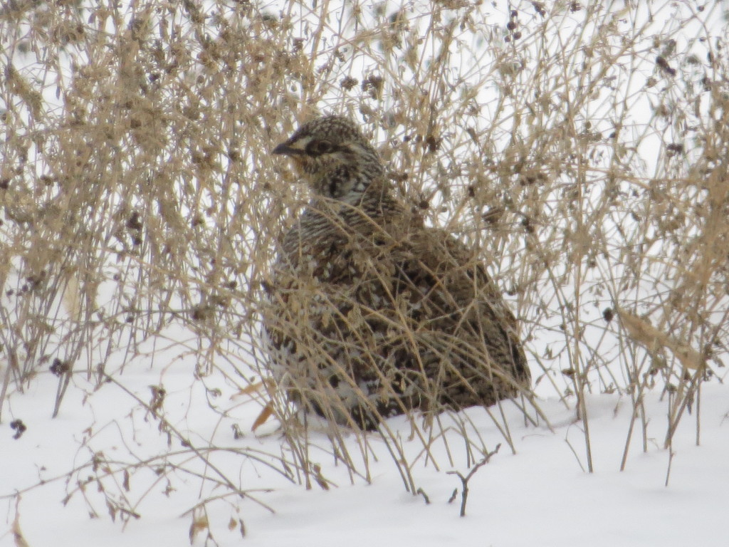 Sharp-tailed Grouse