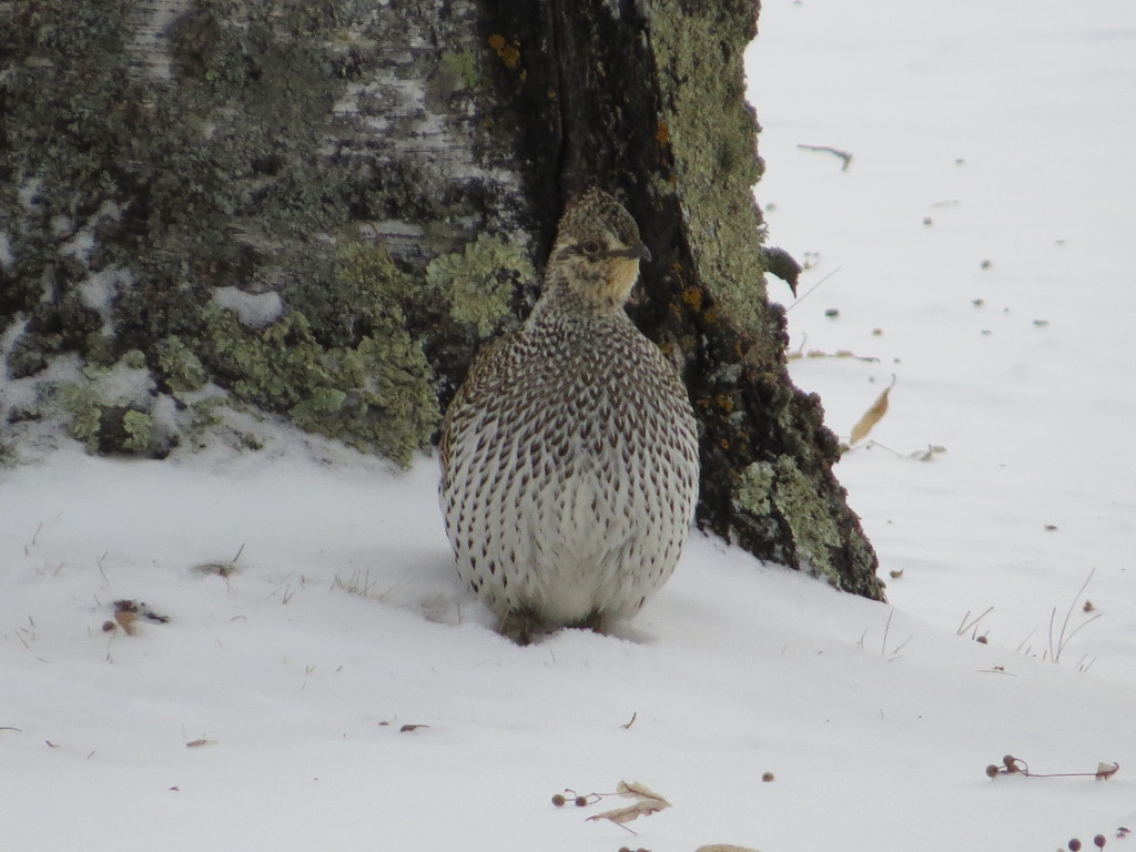 Sharp-tailed Grouse