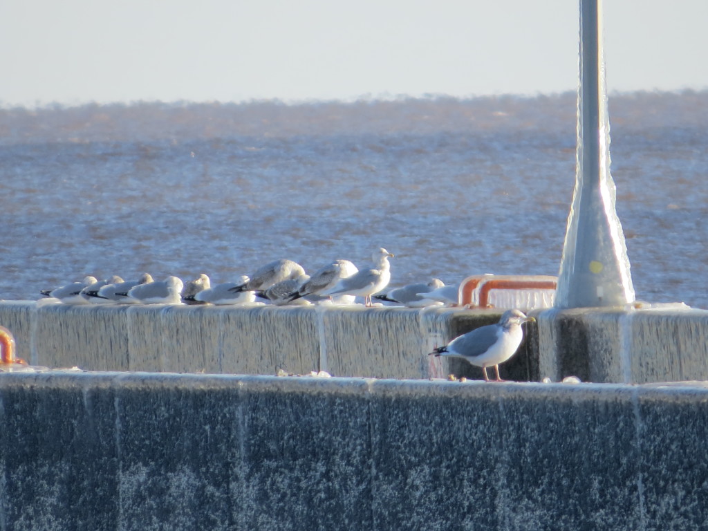 Iceland Gull