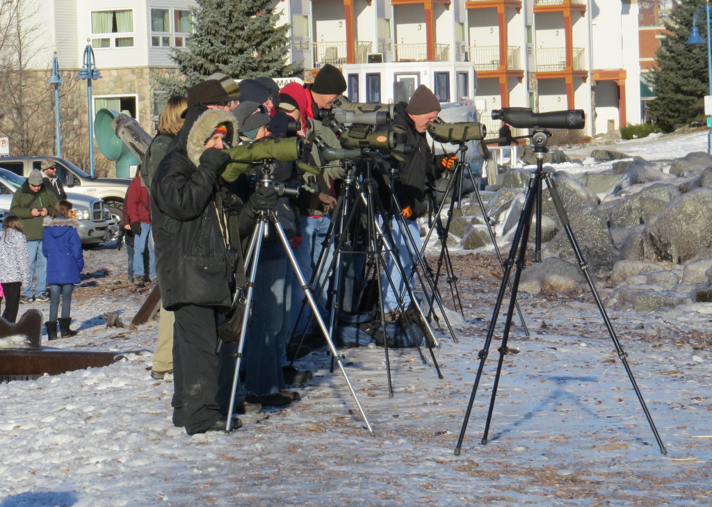 Duluth Ivory Gull