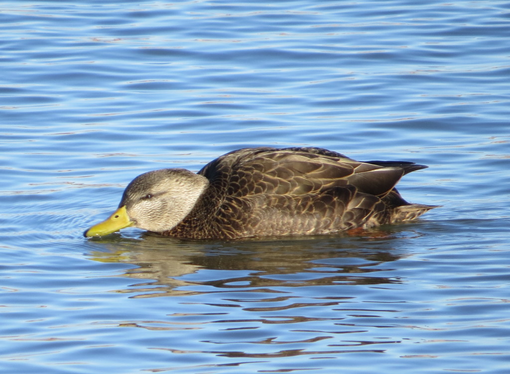 American Black Duck