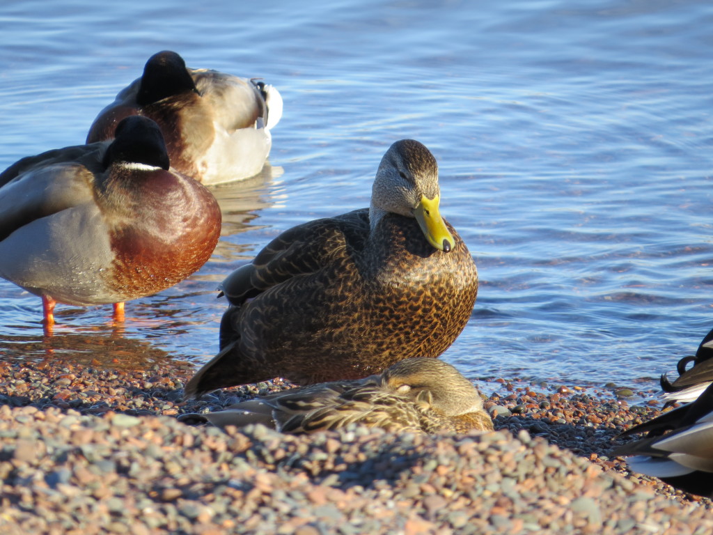 American Black Duck