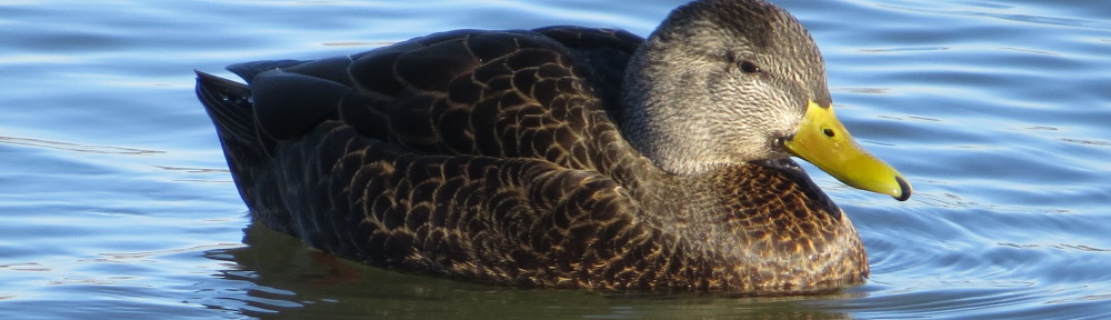 American Black Duck