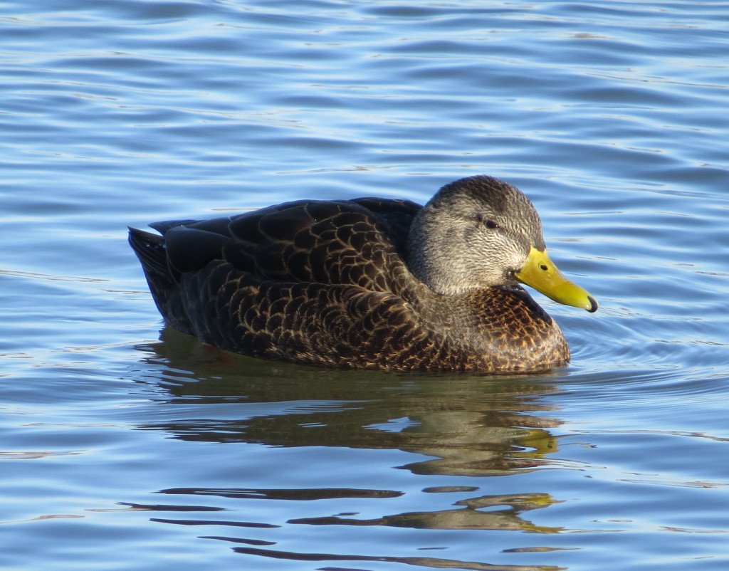 American Black Duck | A Boy Who Cried Heron