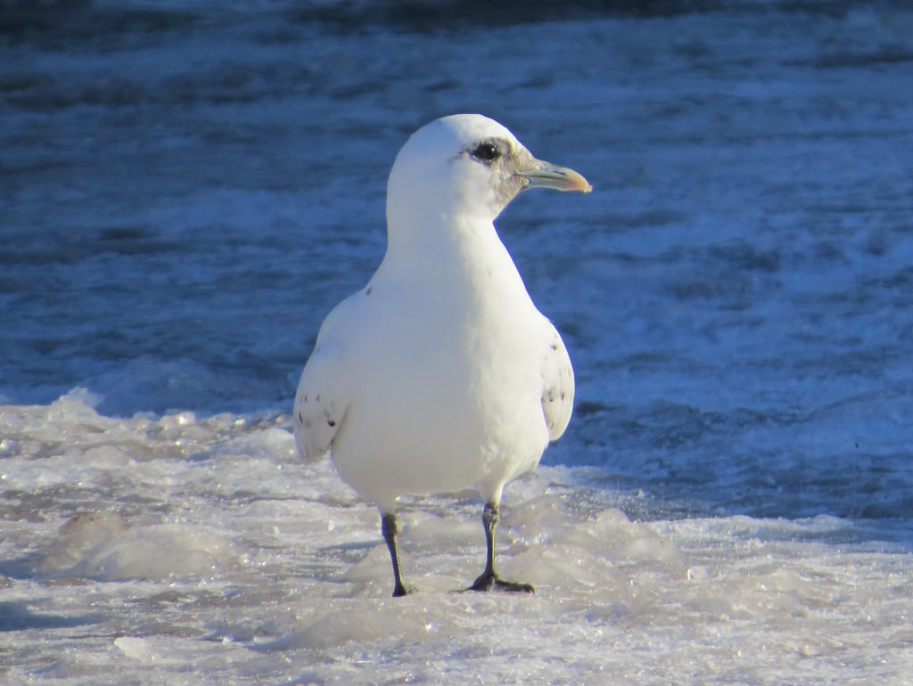 Ivory Gull