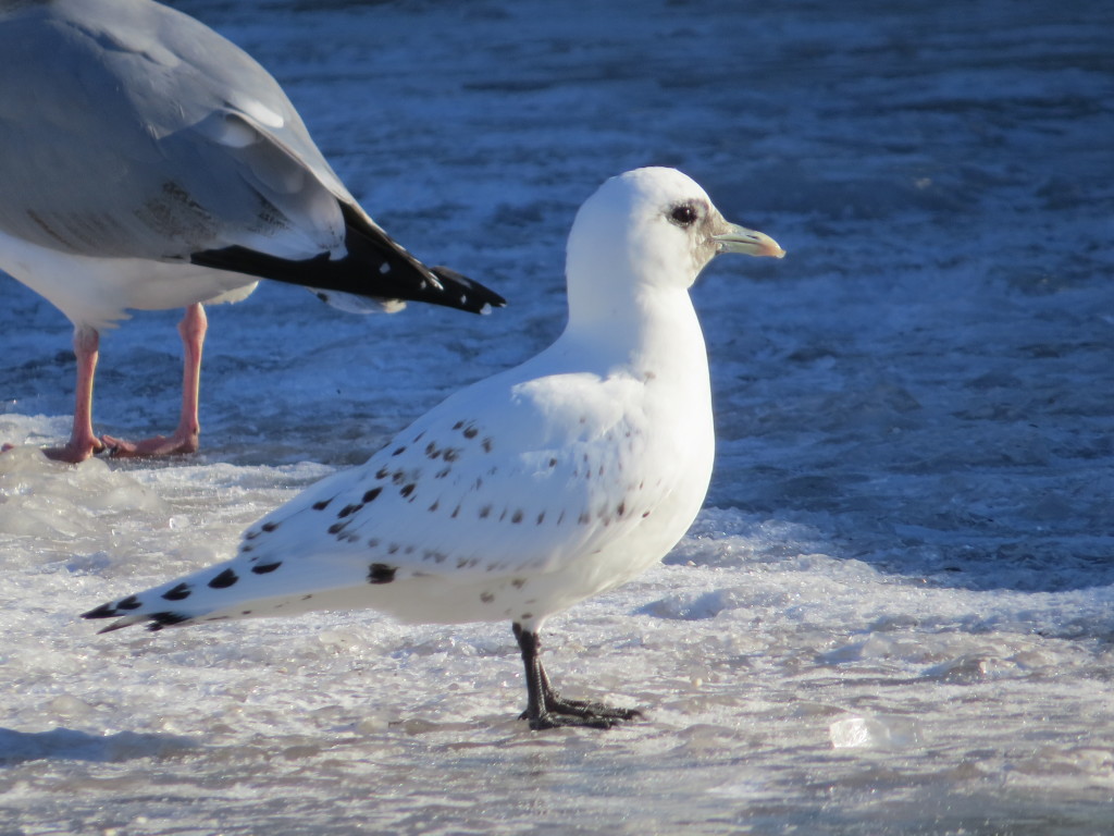 Ivory Gull