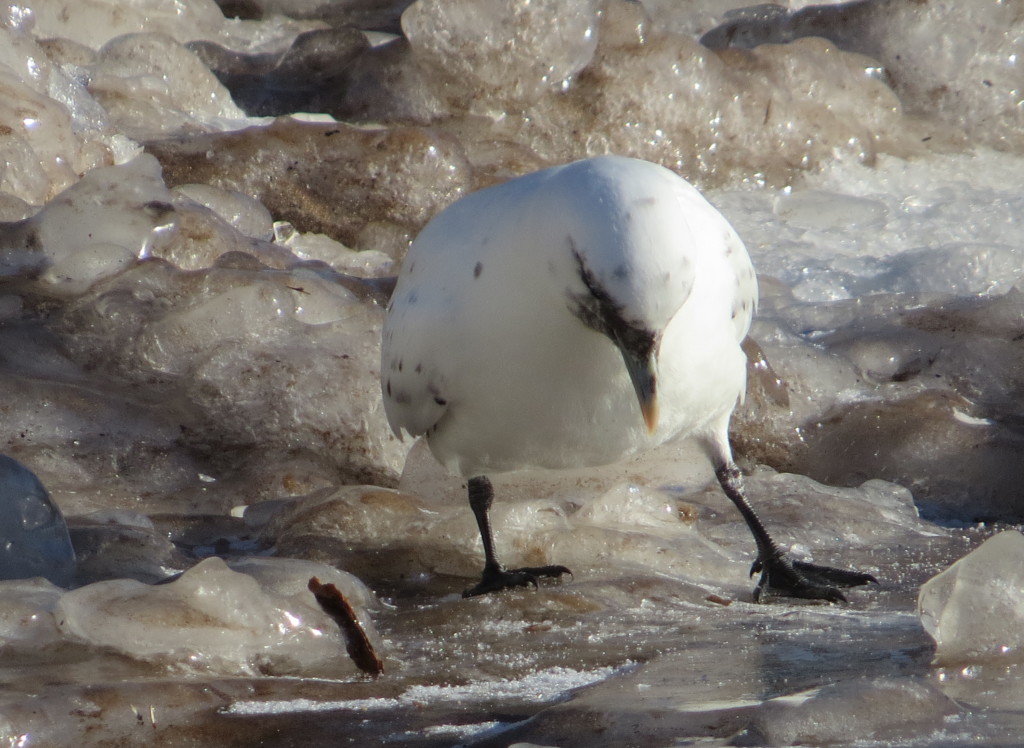 Ivory Gull