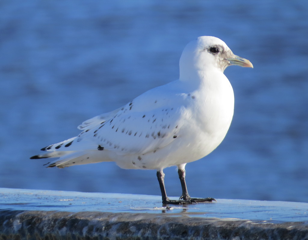 Ivory Gull