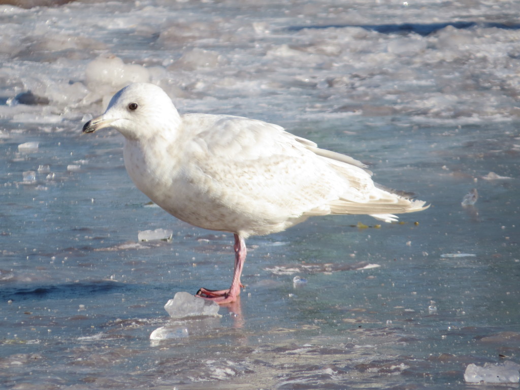 Iceland Gull