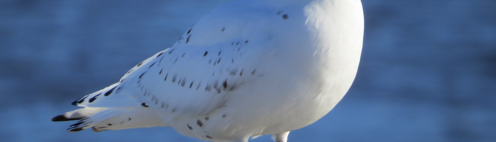 Ivory Gull