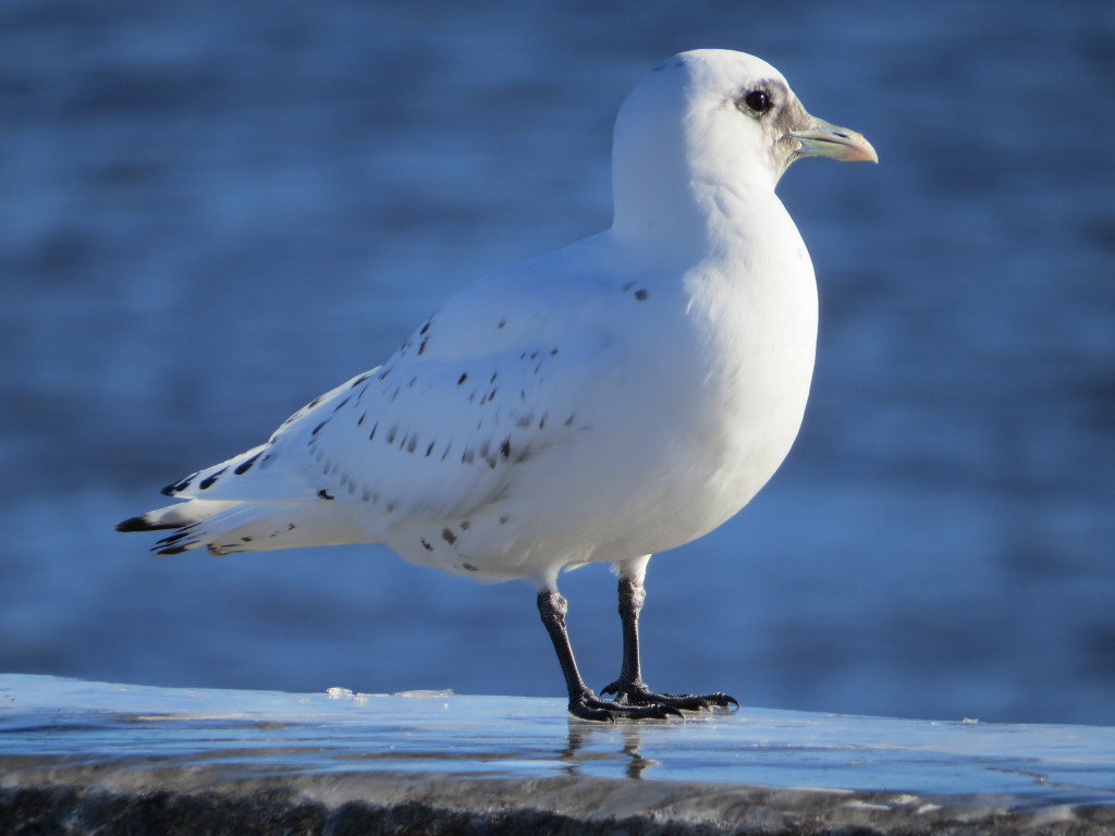 Ivory Gull