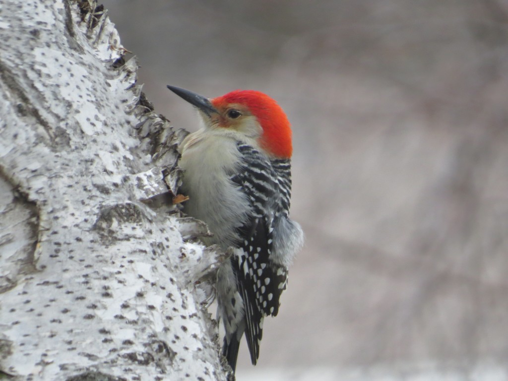 Red-bellied Woodpecker