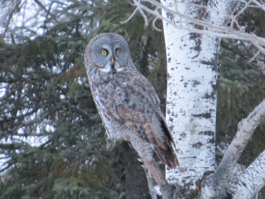 Great Gray Owl