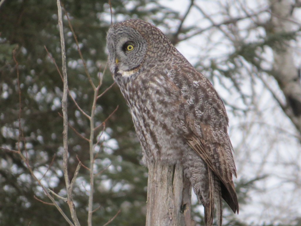 Great Gray Owl