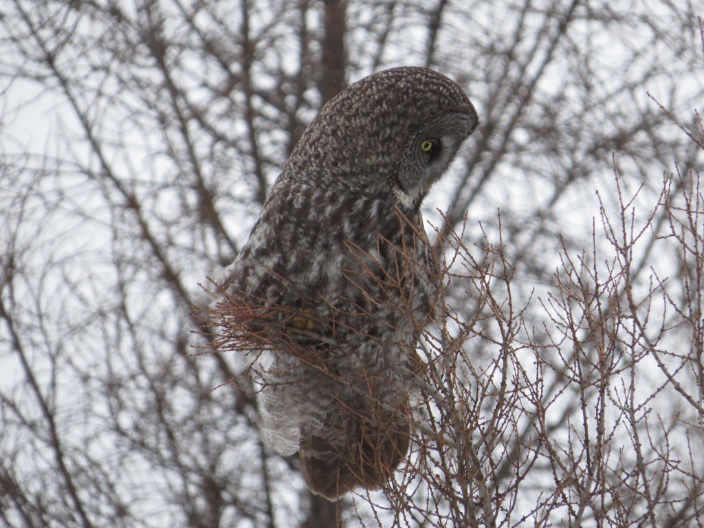 Great Gray Owl