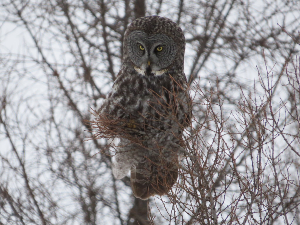 Great Gray Owl