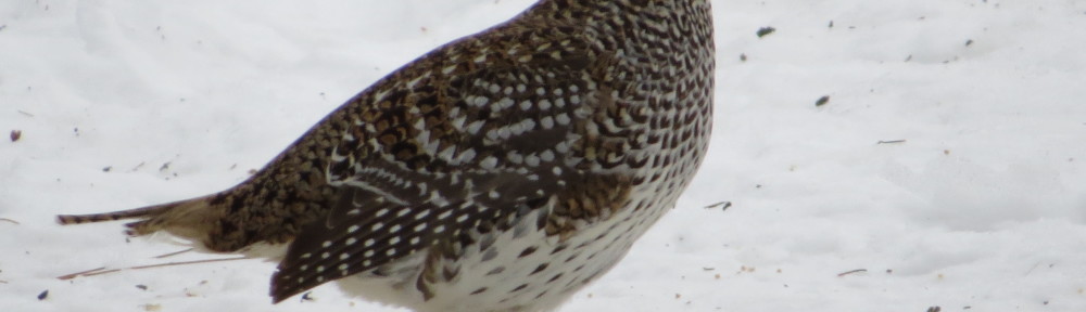 Sharp-tailed Grouse