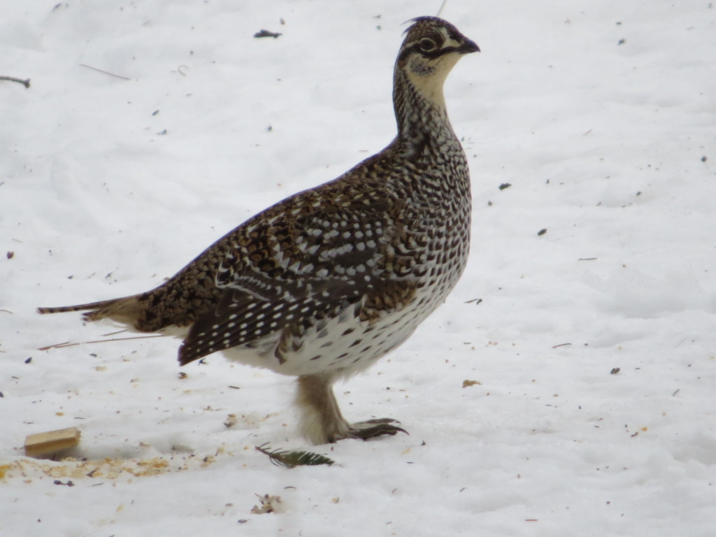 Sharp-tailed Grouse