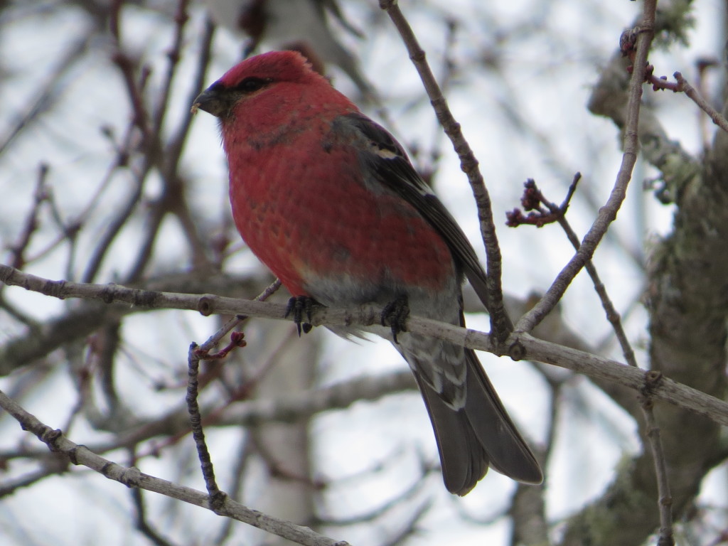 Pine Grosbeak