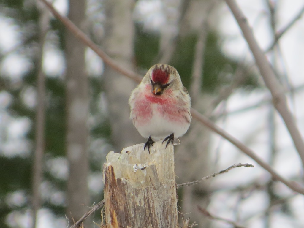 Common Redpoll