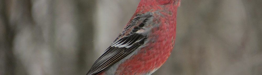 Pine Grosbeak