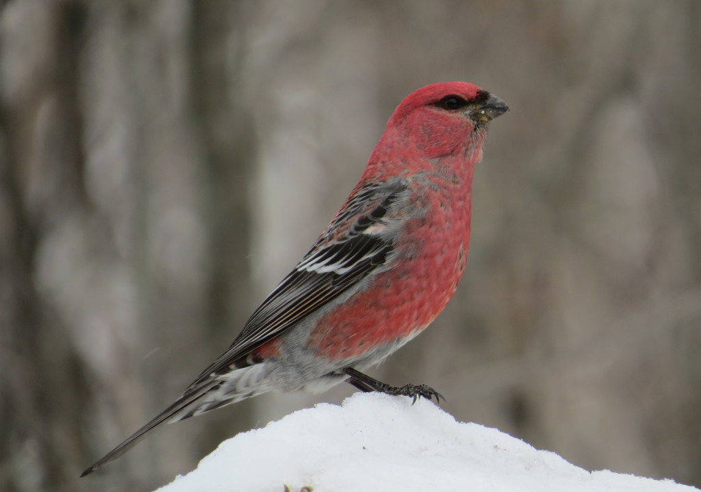 Pine Grosbeak