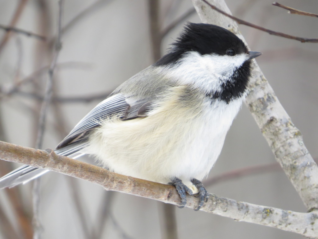 Black-capped Chickadee