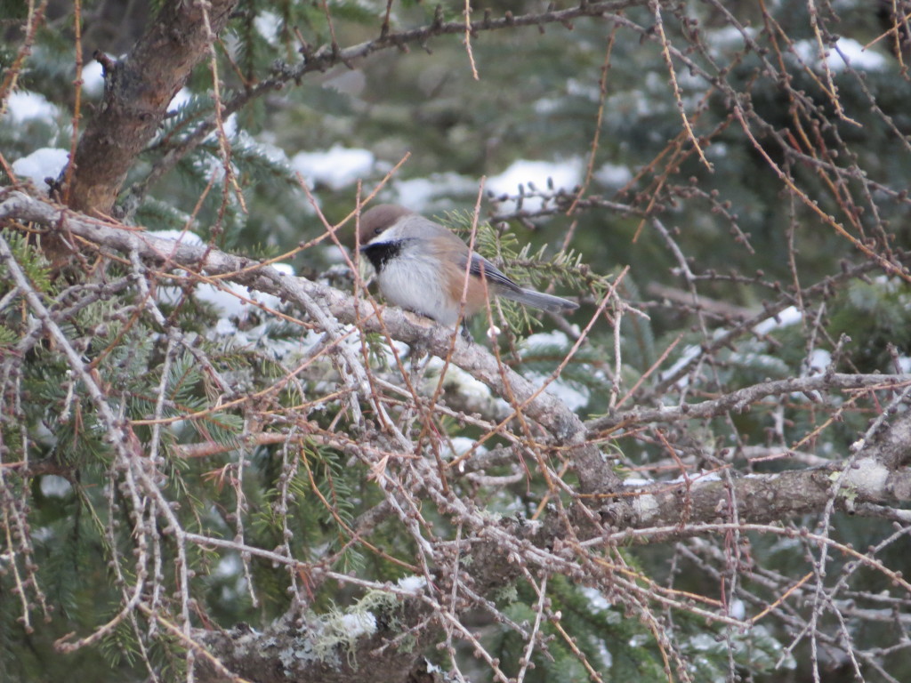 Boreal Chickadee