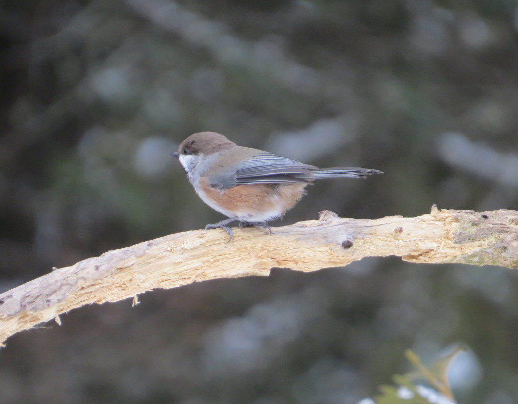 Boreal Chickadee