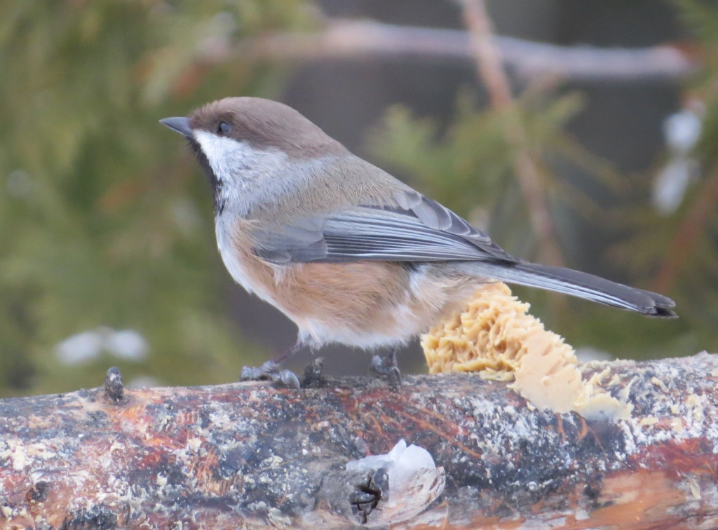 Boreal Chickadee