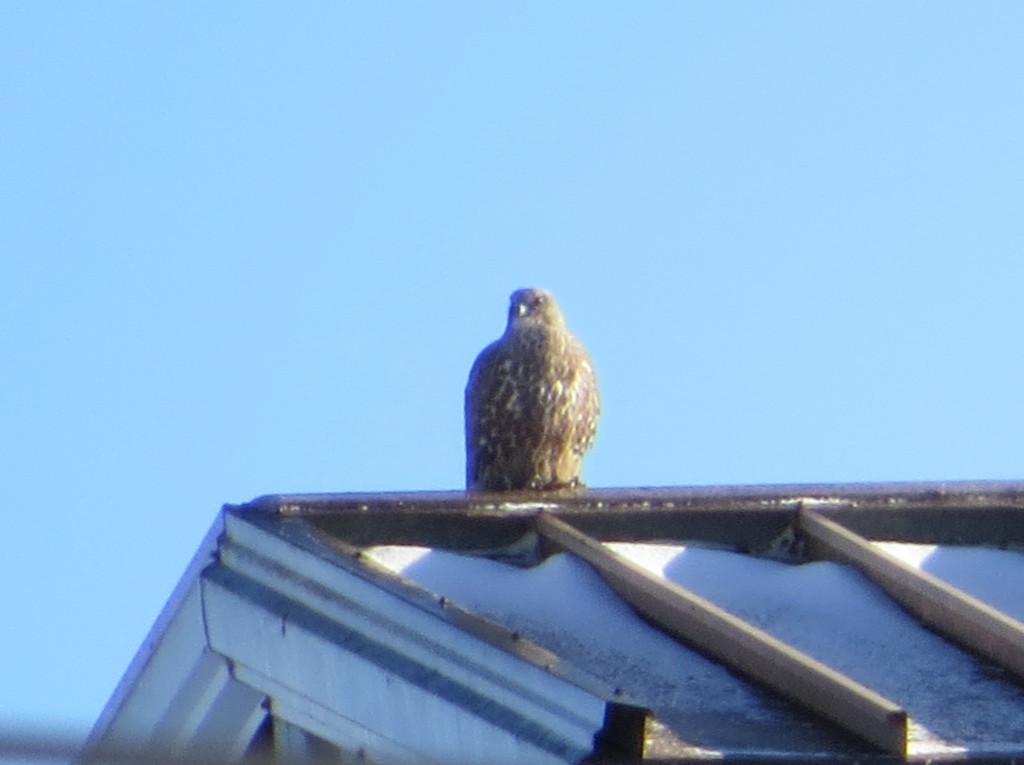 Gyrfalcon